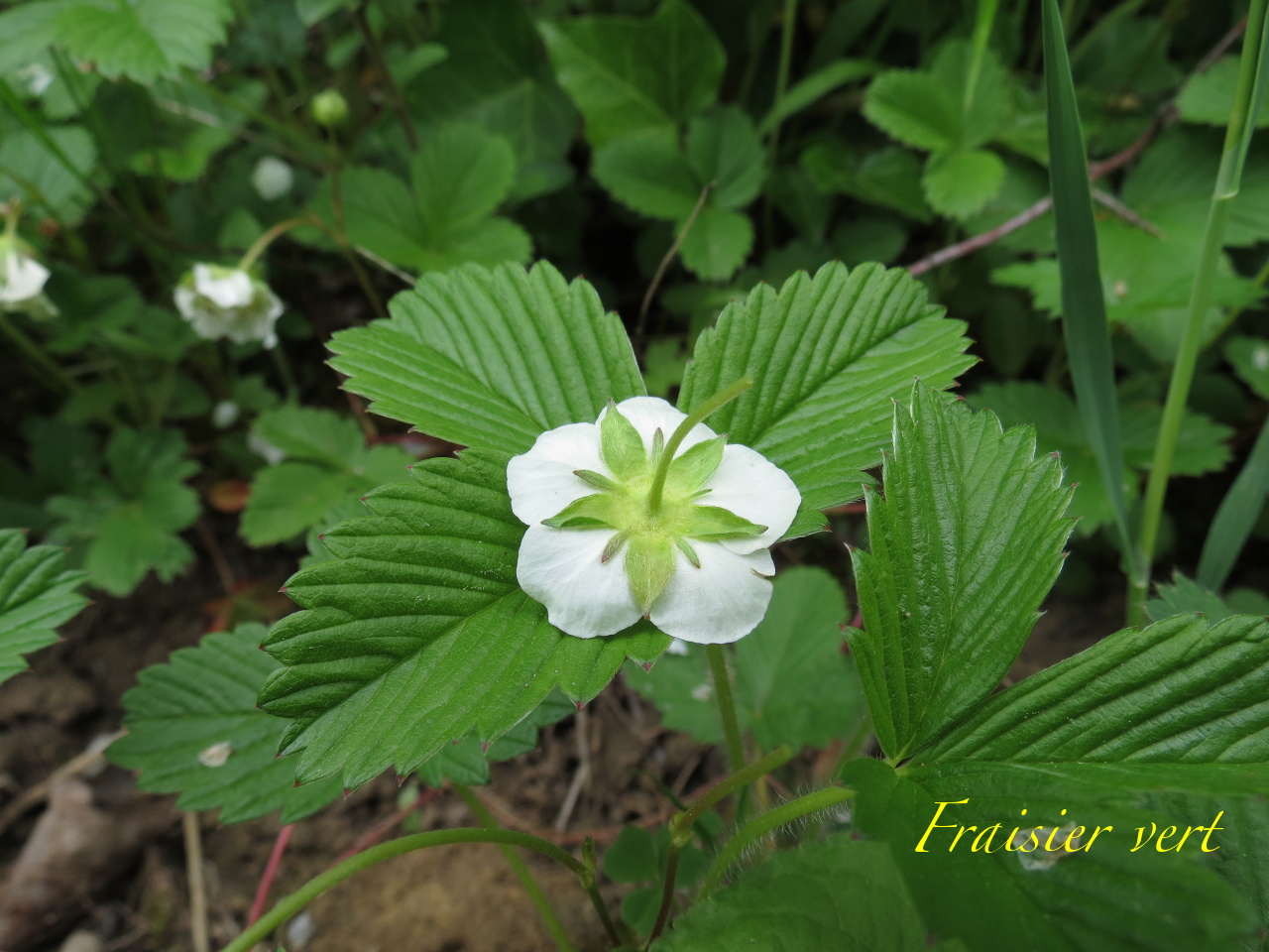 Fragaria viridis 4090t